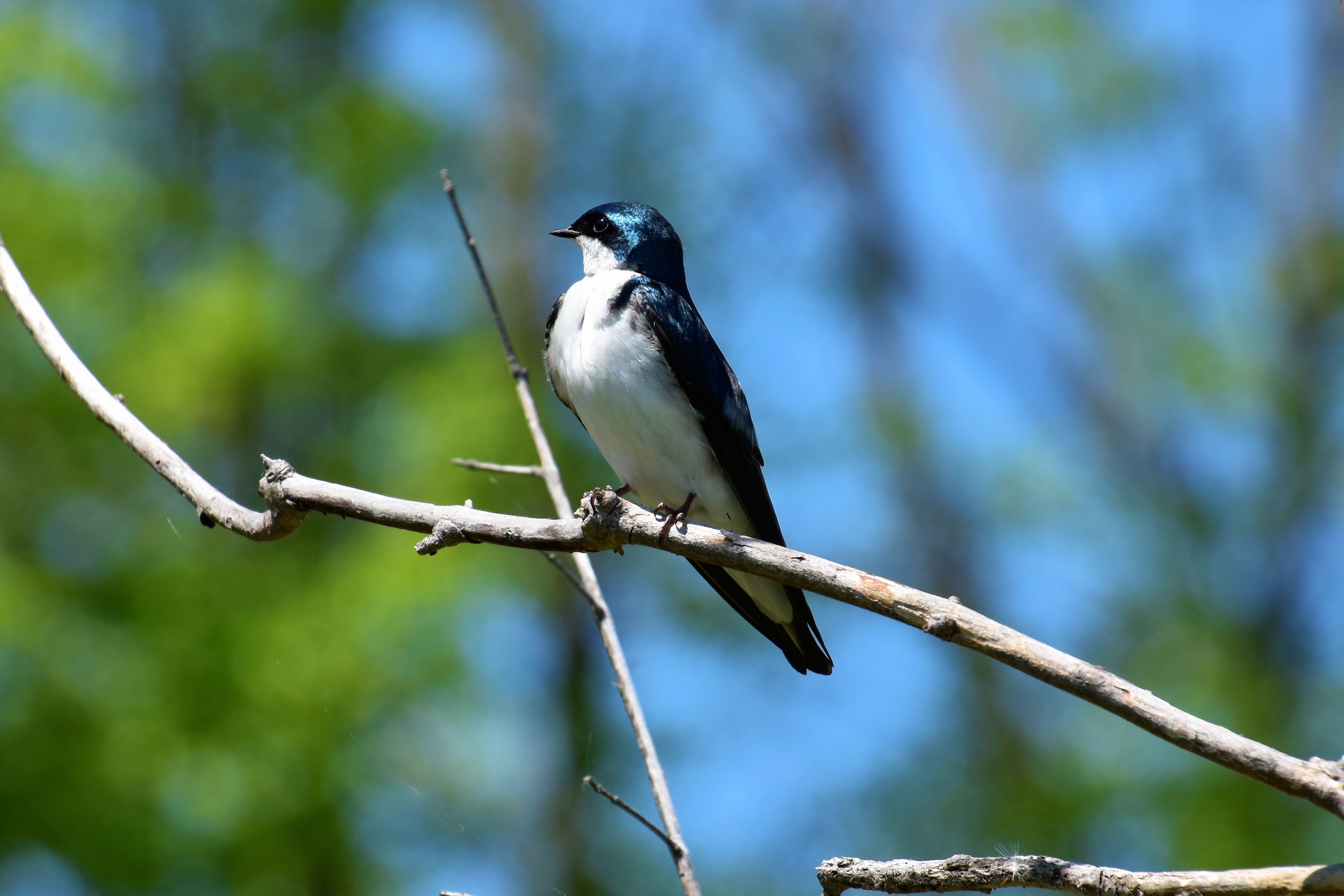 A bird on a stick in Rouge Park in Toronto
