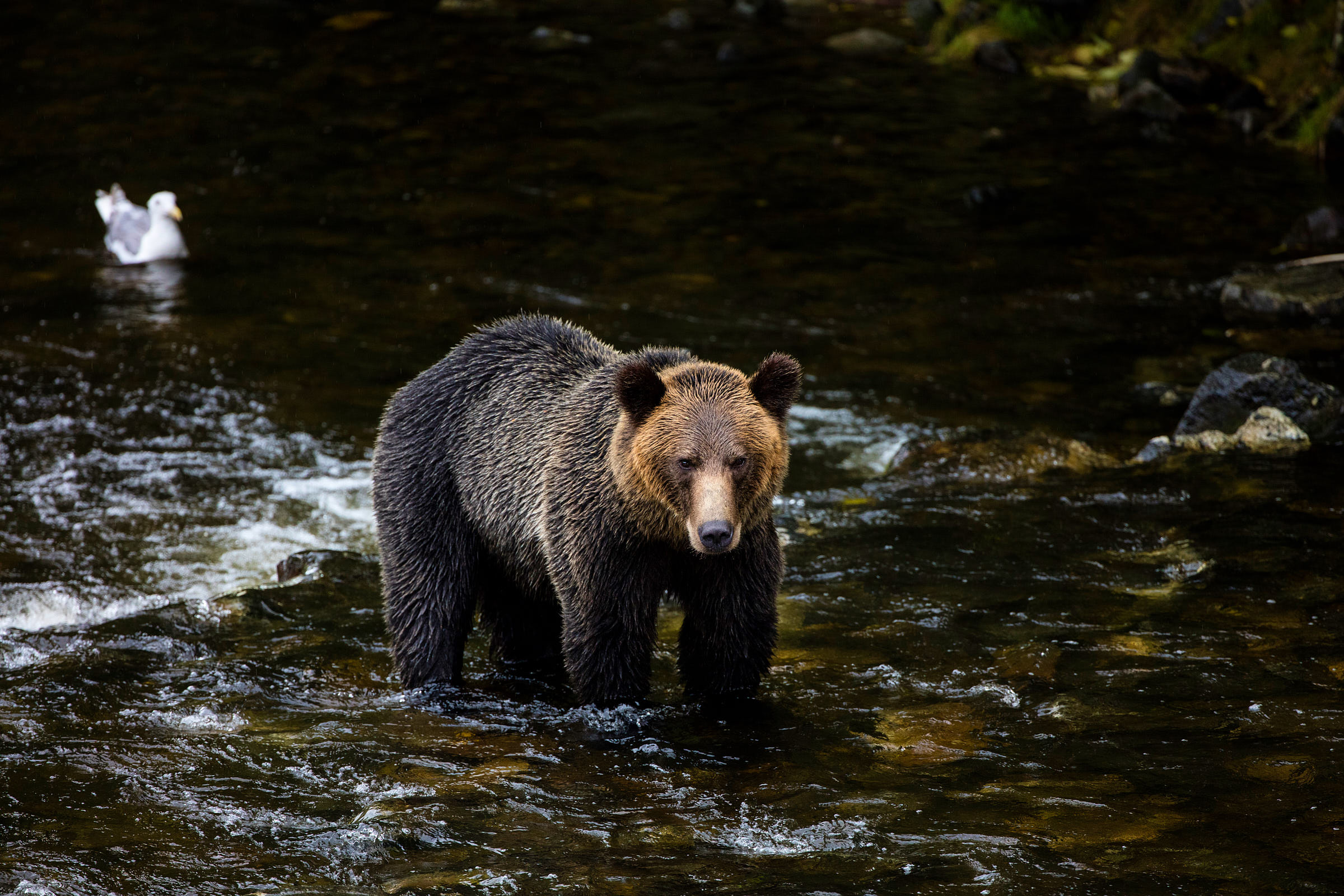 A grizzly bear stands in a stream with a seagull in the background.