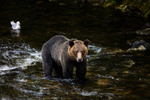 A grizzly bear stands in a shallow river at Knight Inlet with a seagull behind