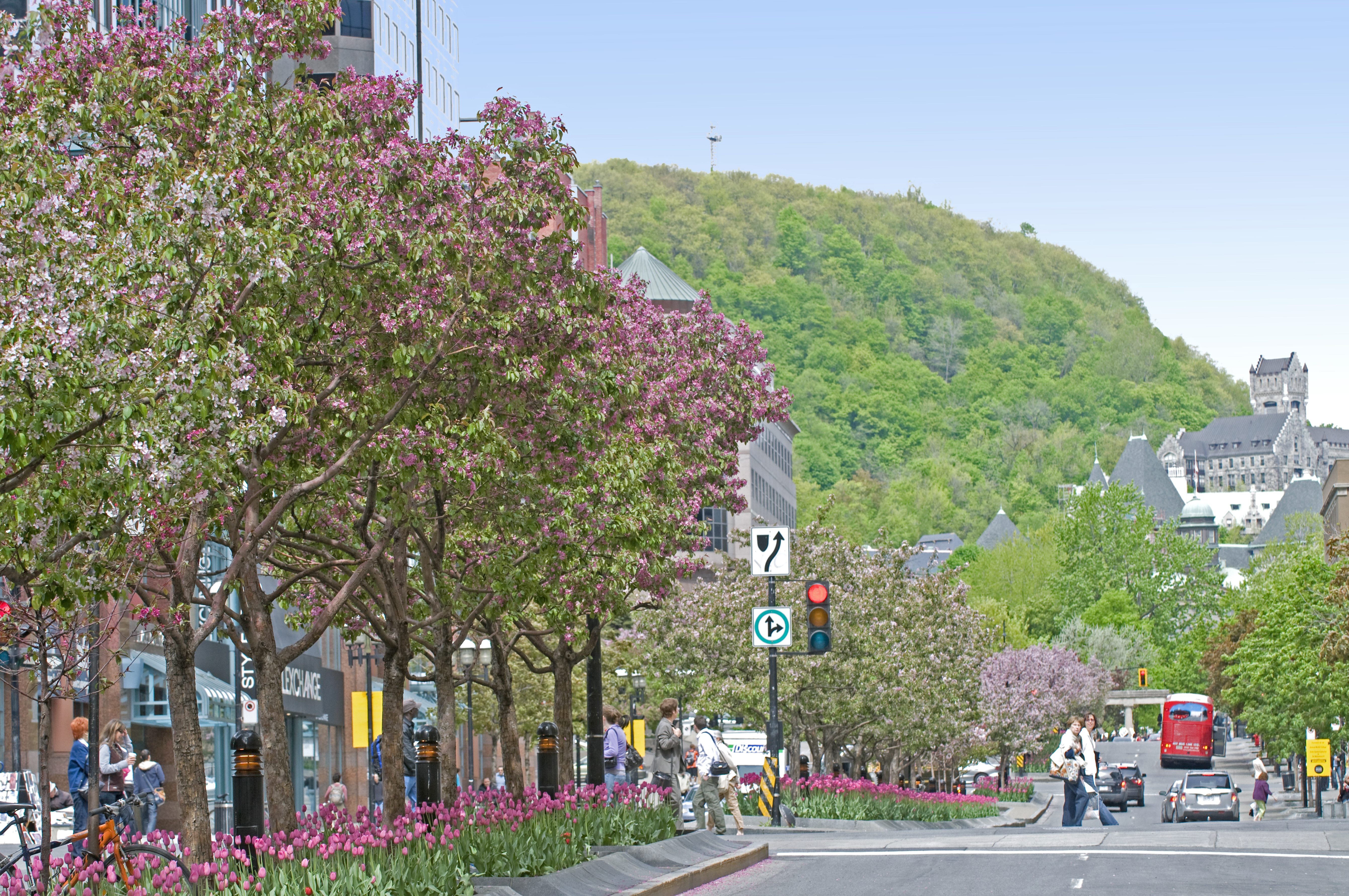 A tree-lined street with pink flowers and blossoms in Montreal