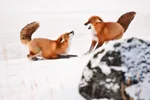 Two red foxes playing in the snow