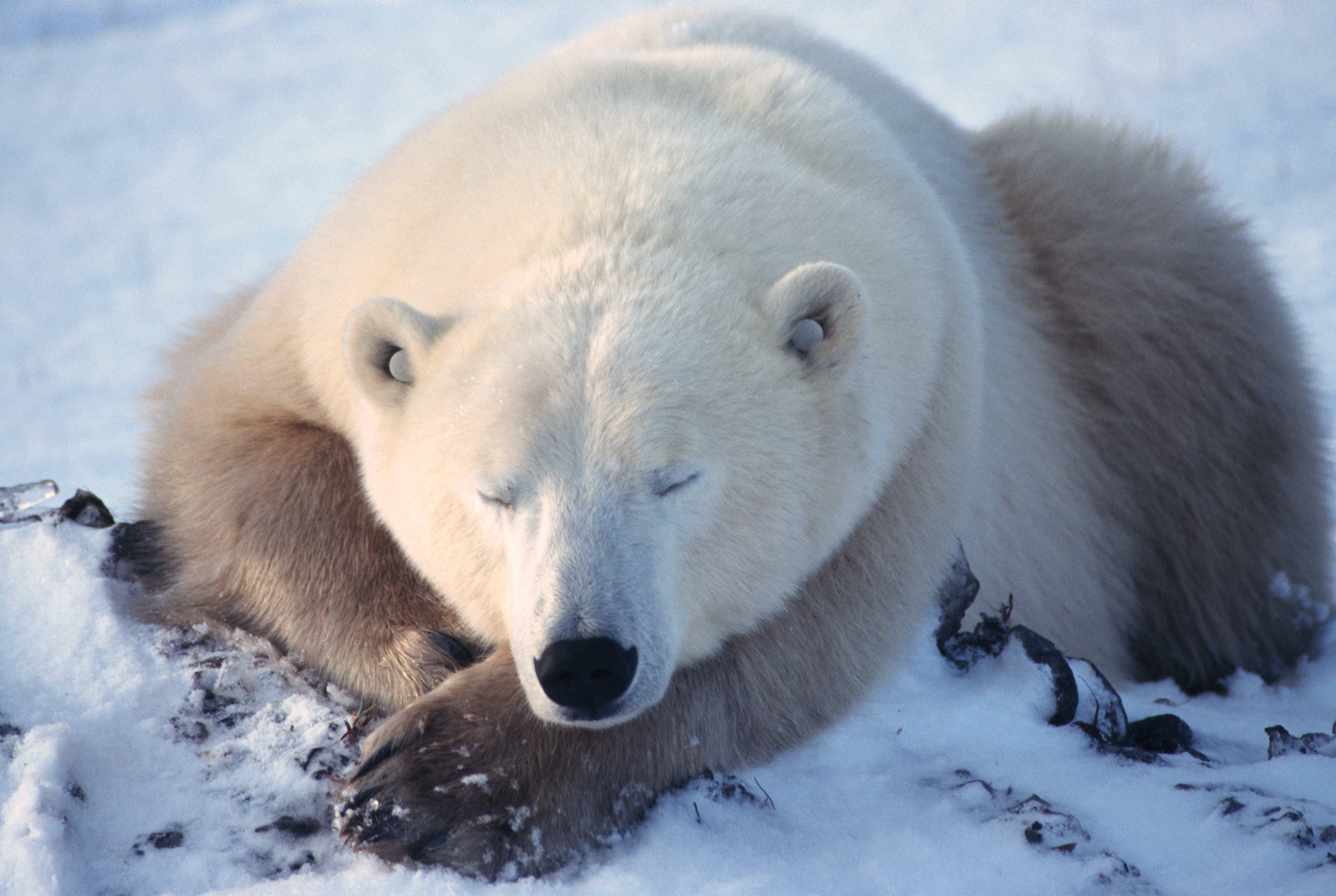 Polar bear rests with its eyes closed in the snow with front paws supporting its head