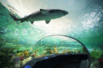 A shark swims in an aquarium tunnel above a walkway