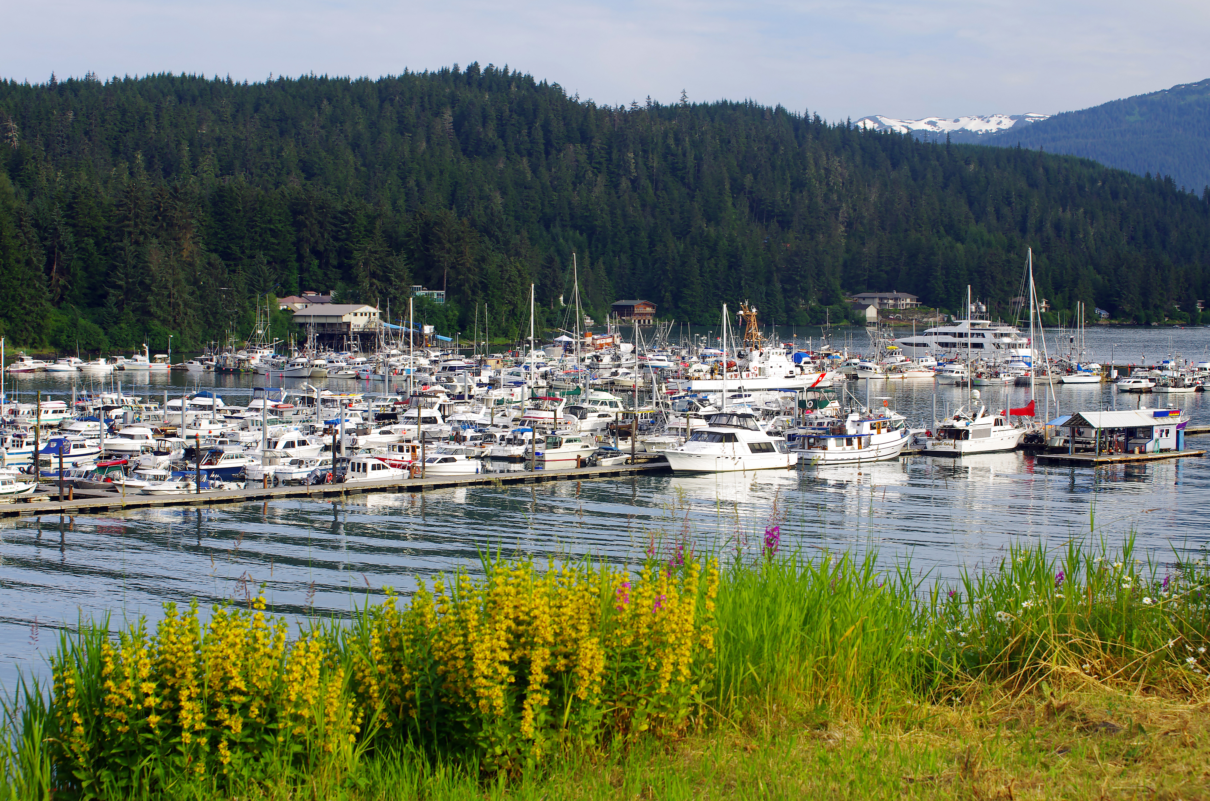 Boats docked in Juneau with trees in the background