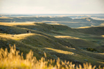a couple walks over an open grassy hill in the prairies 