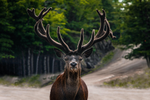 Wide-eyed brown coated deer with velvety antlers stands in its natural habitat in Quebec, Omega Park