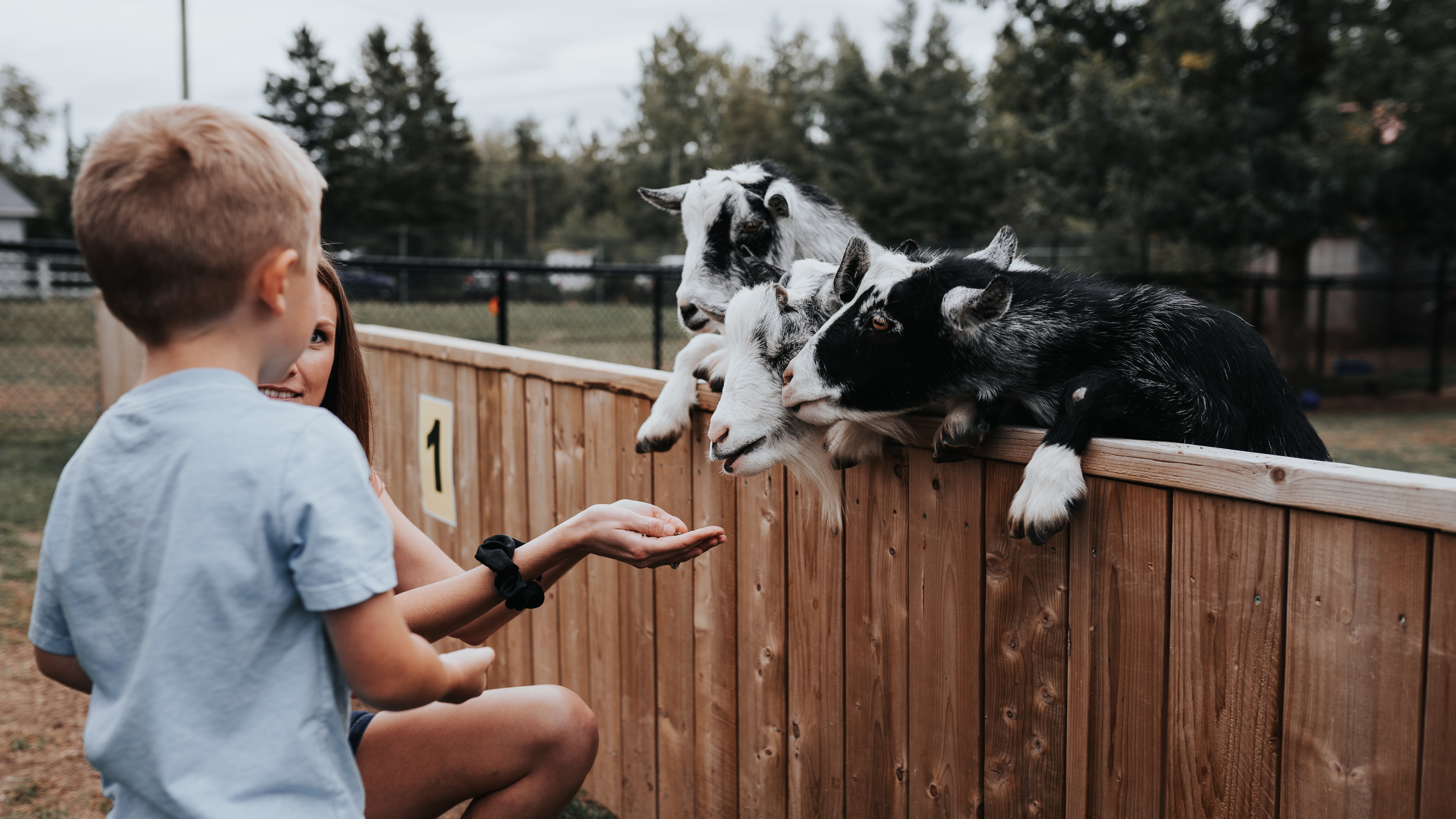 Mother and son feed young goats at Magnetic Hill Zoo, in Moncton, in Atlantic Canada's New Brunswick