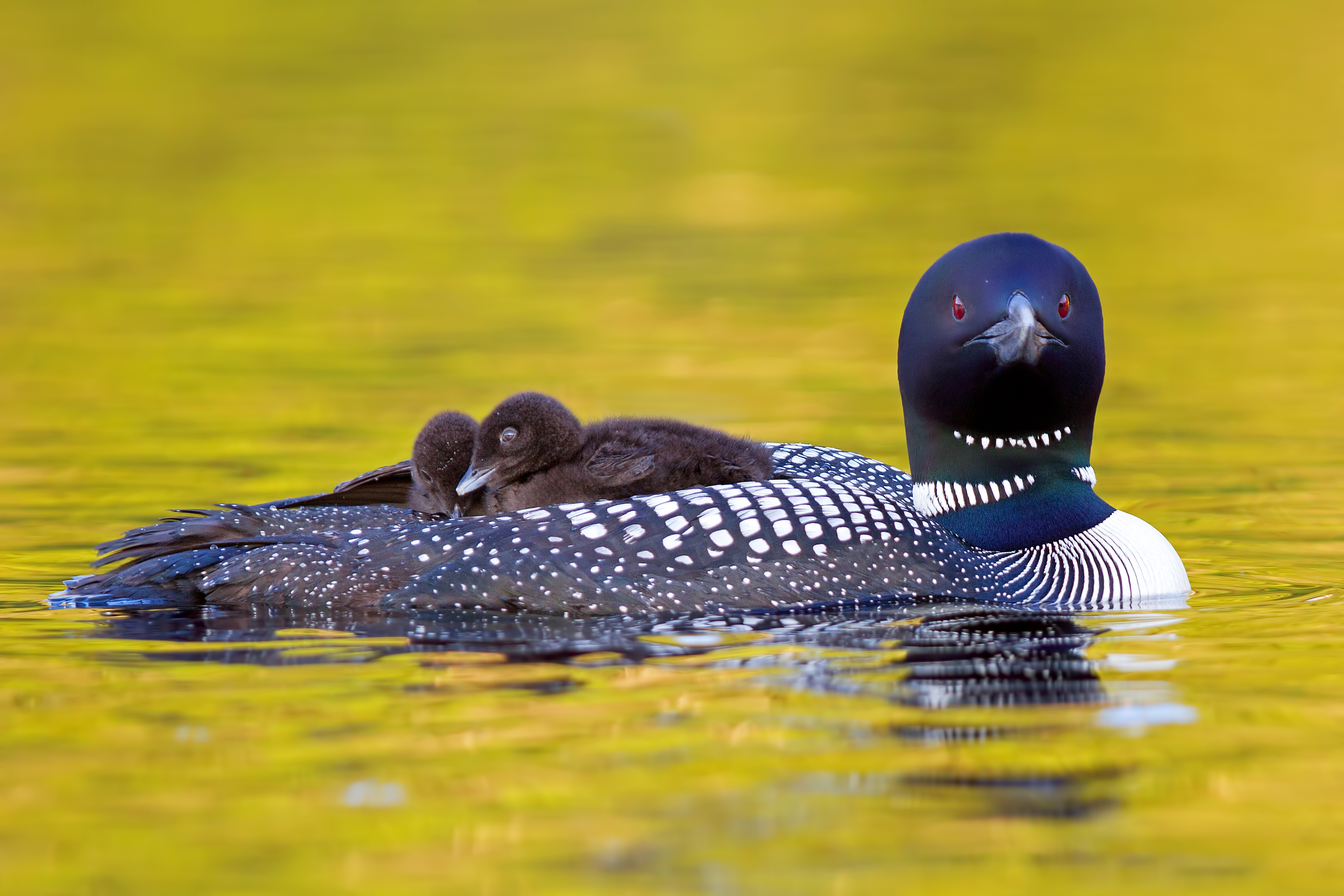 Close up of a common loon with two chicks sitting on her back