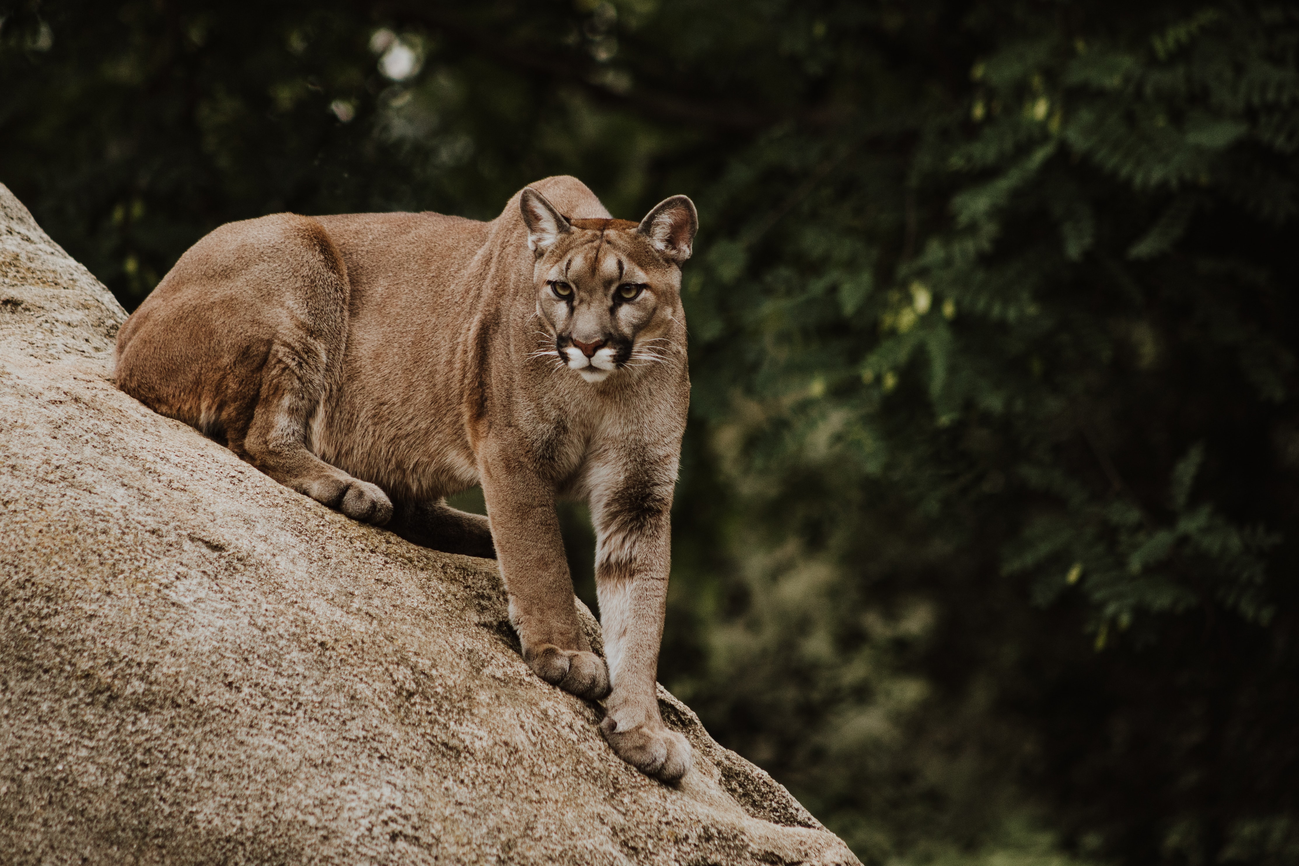 A cougar sits on a rocky ledge in the forest 
