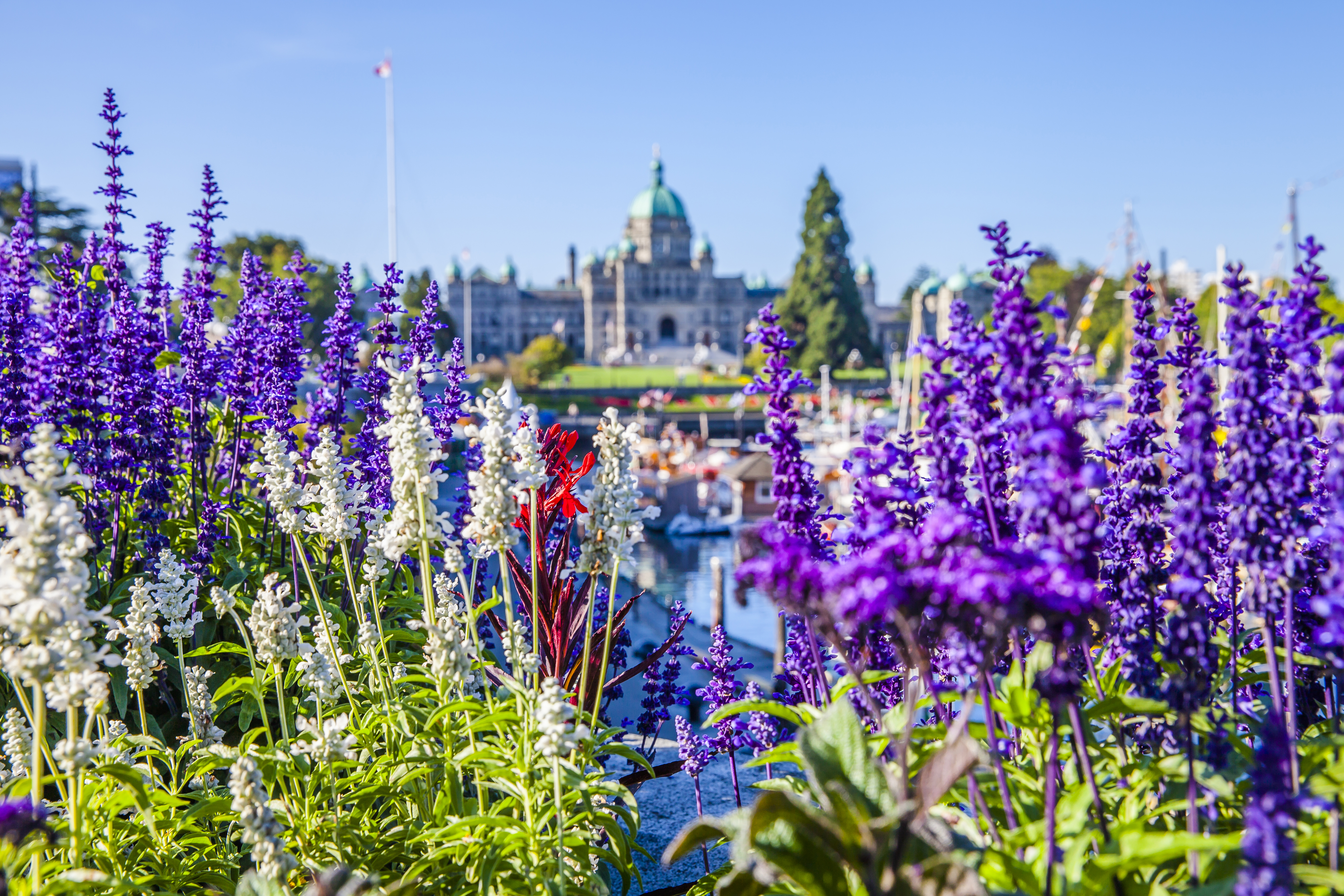 Purple flowers in foreground and BC Legislative Buildings in the background  