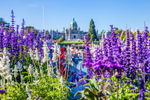 Purple flowers in foreground and BC Legislative Buildings in the background  