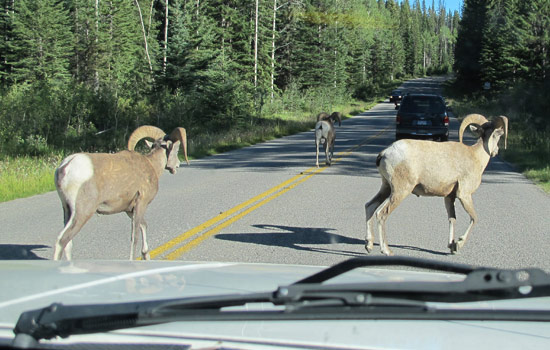 Paula and Virginia review of their null trip