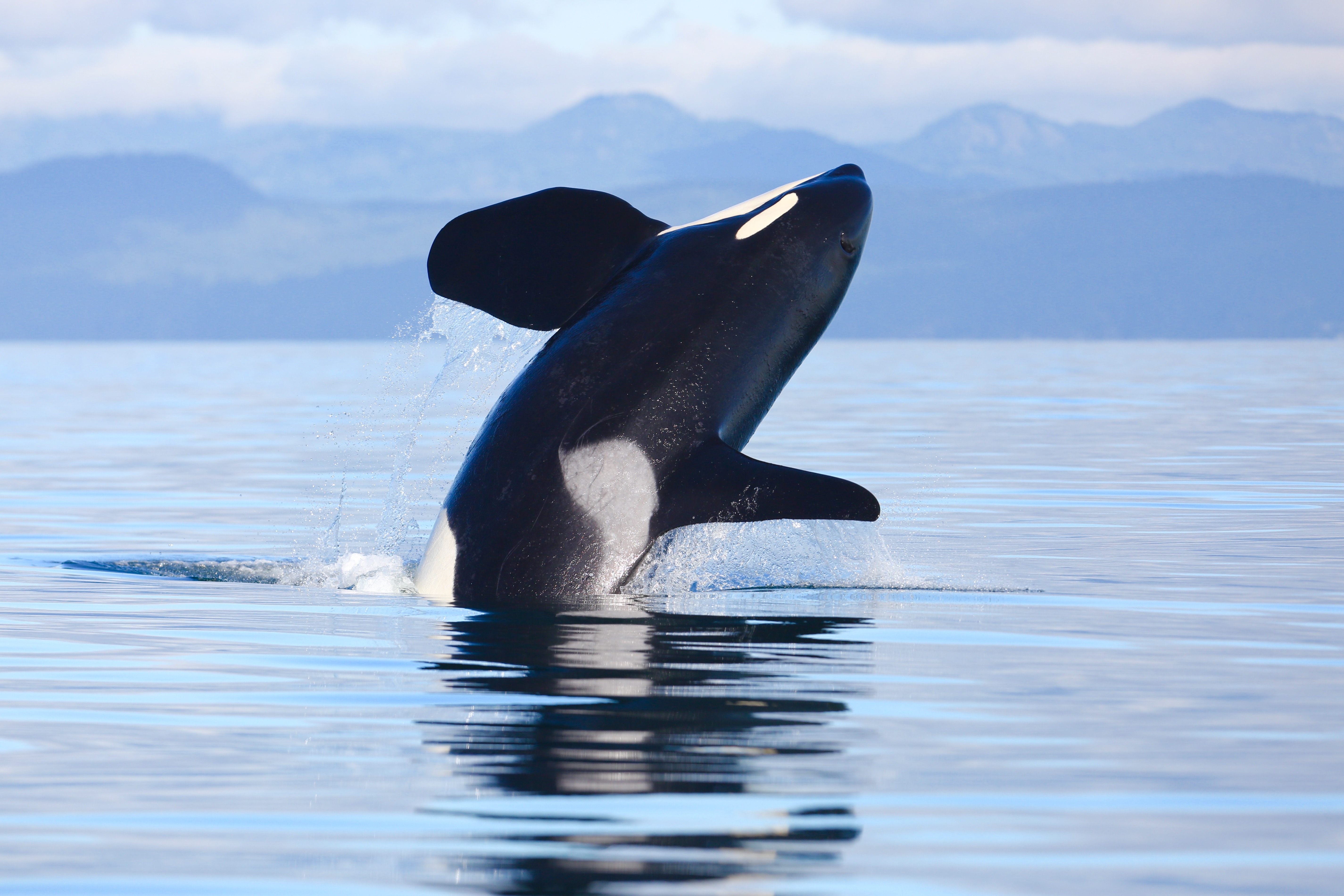 Killer whale orca in water of the Juan de Fuca strait.