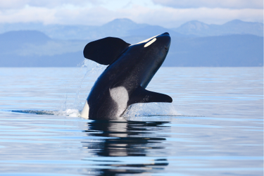 Killer whale orca in water of the Juan de Fuca strait.