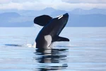 Killer whale orca in water of the Juan de Fuca strait.