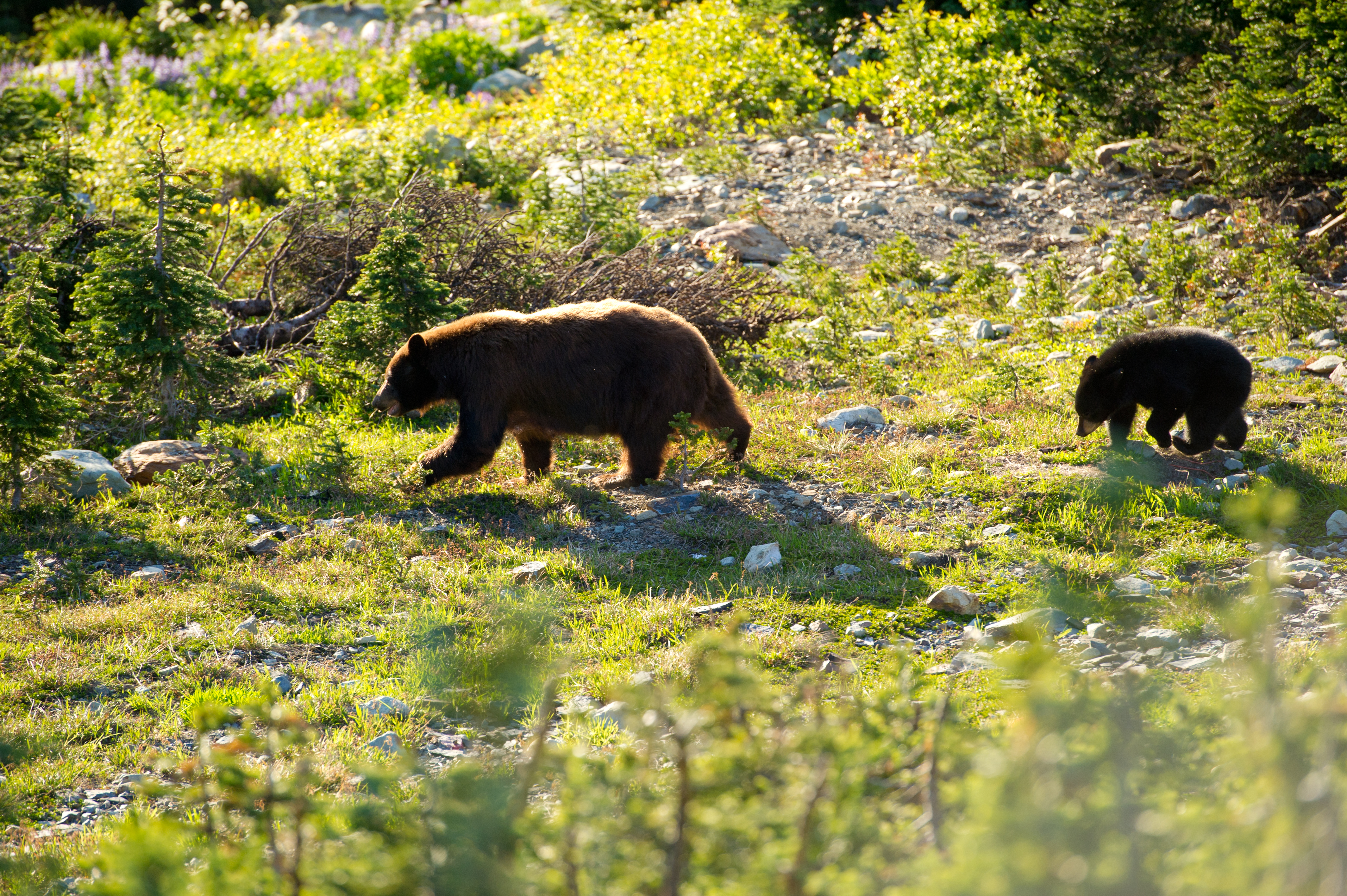Bear and cub walk across the grass in Whistler on a sunny day