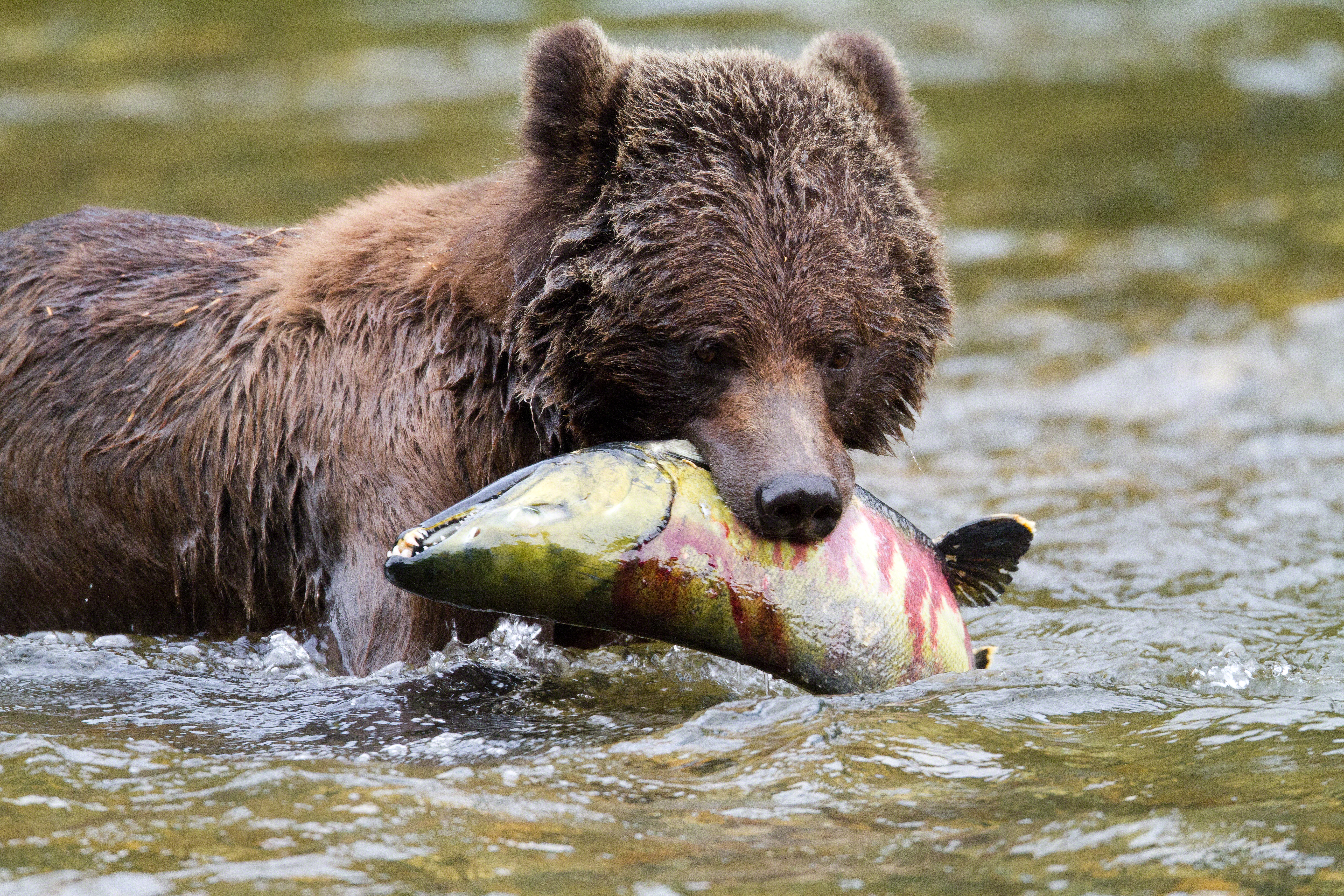 A grizzly bear standing in a river with a large salmon in it's mouth
