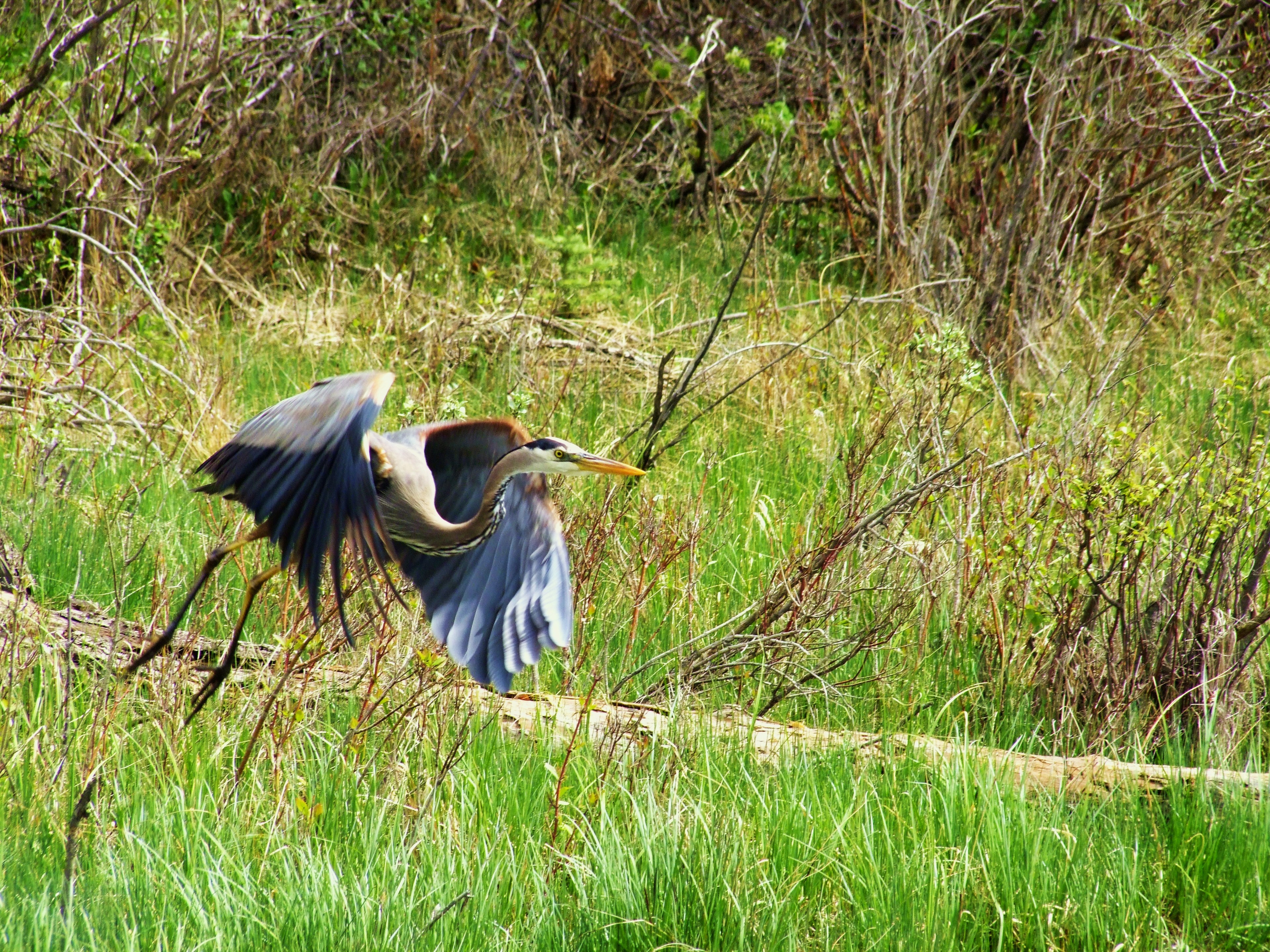 Purple heron with blue shading flies in Calgary wildlife reserve