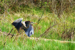 A great blue heron flying over green grass in Inglewood Bird Sanctuary