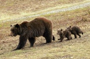 A mother bear with two cubs running behind