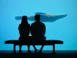 A couple explores the Vancouver aquarium watching a sea lion in the tank.