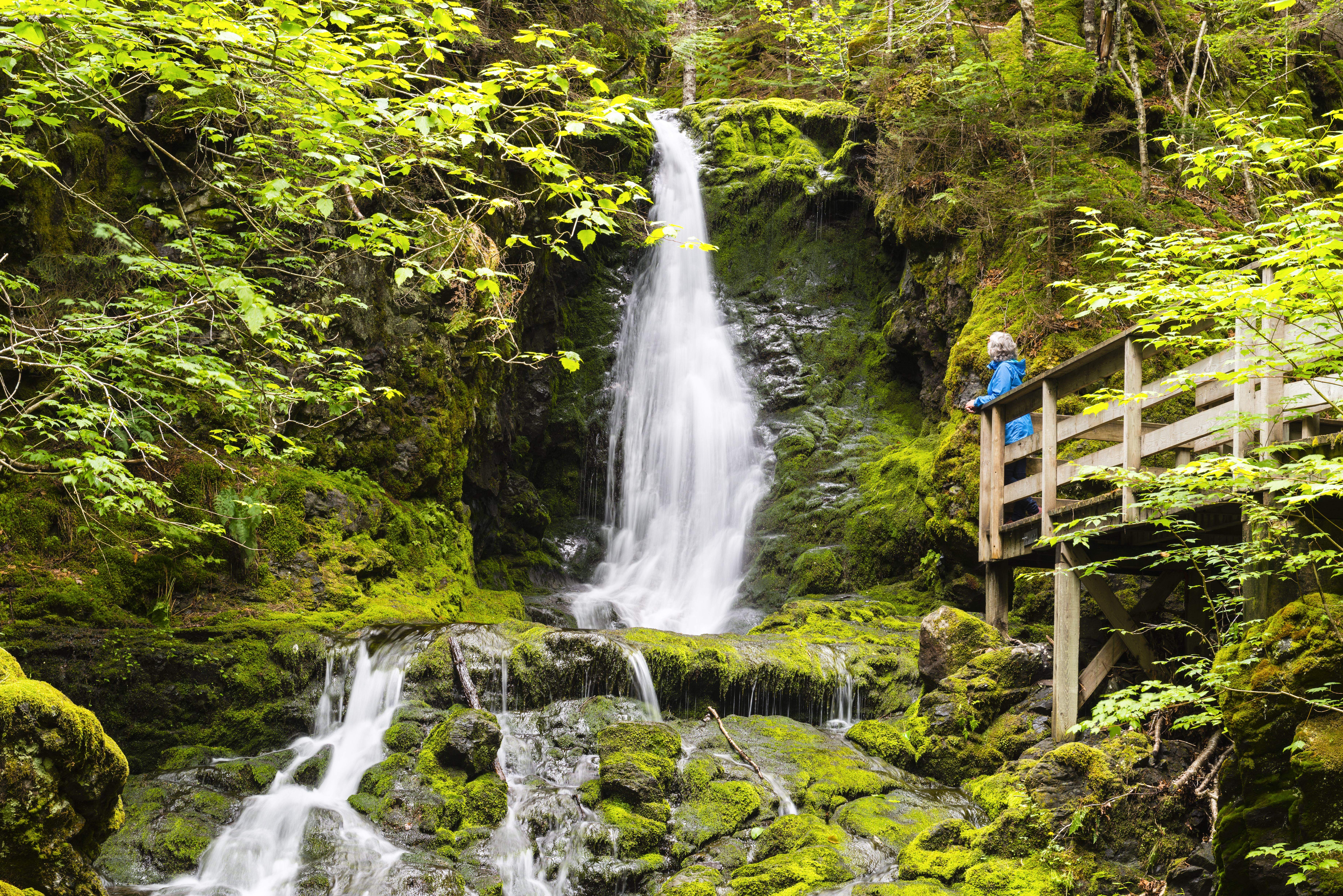 A woman admires waterfall from nearby boardwalk in lush and mossy forest