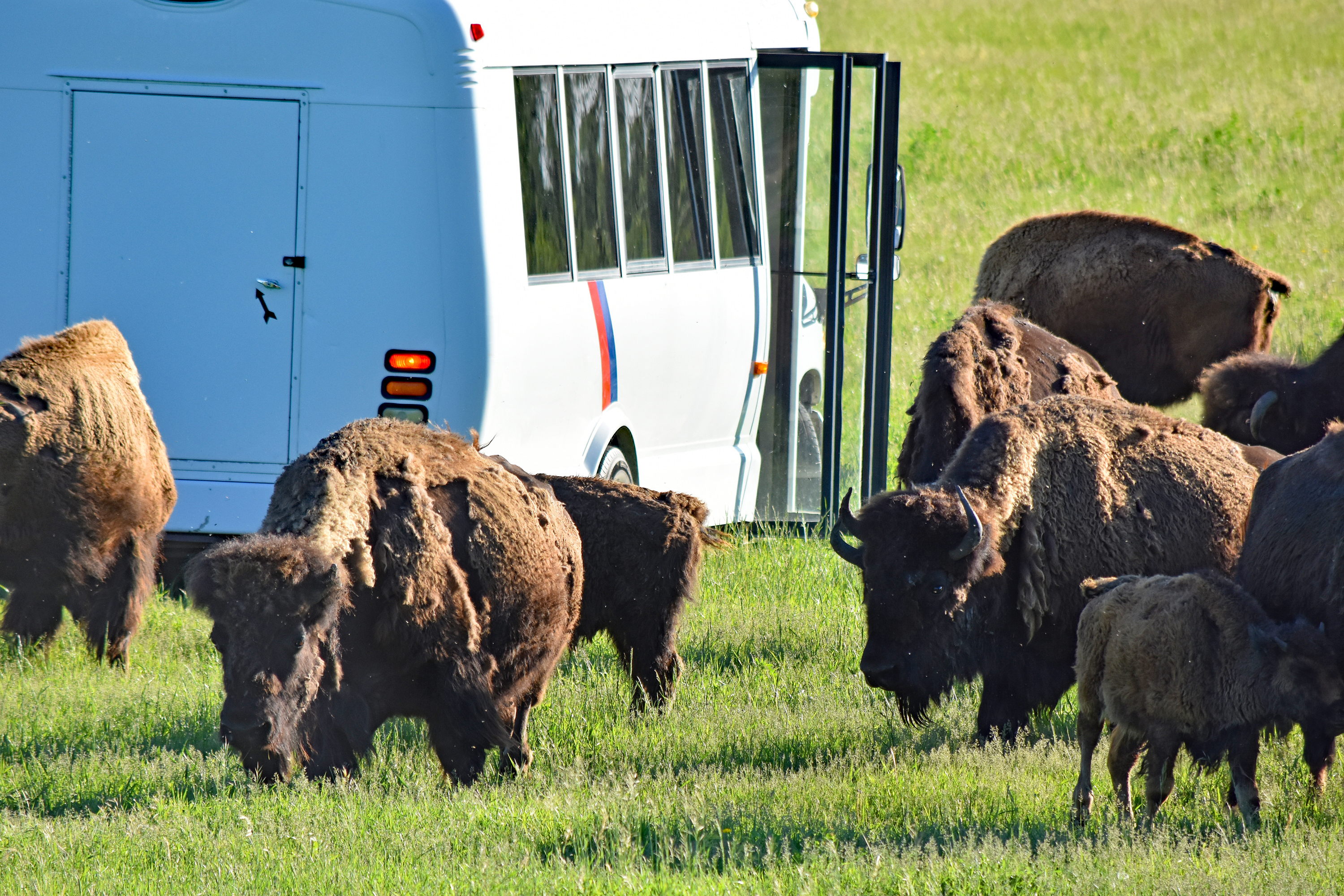 A group of bison in front of a shuttle bus at FortWhyte Alive park