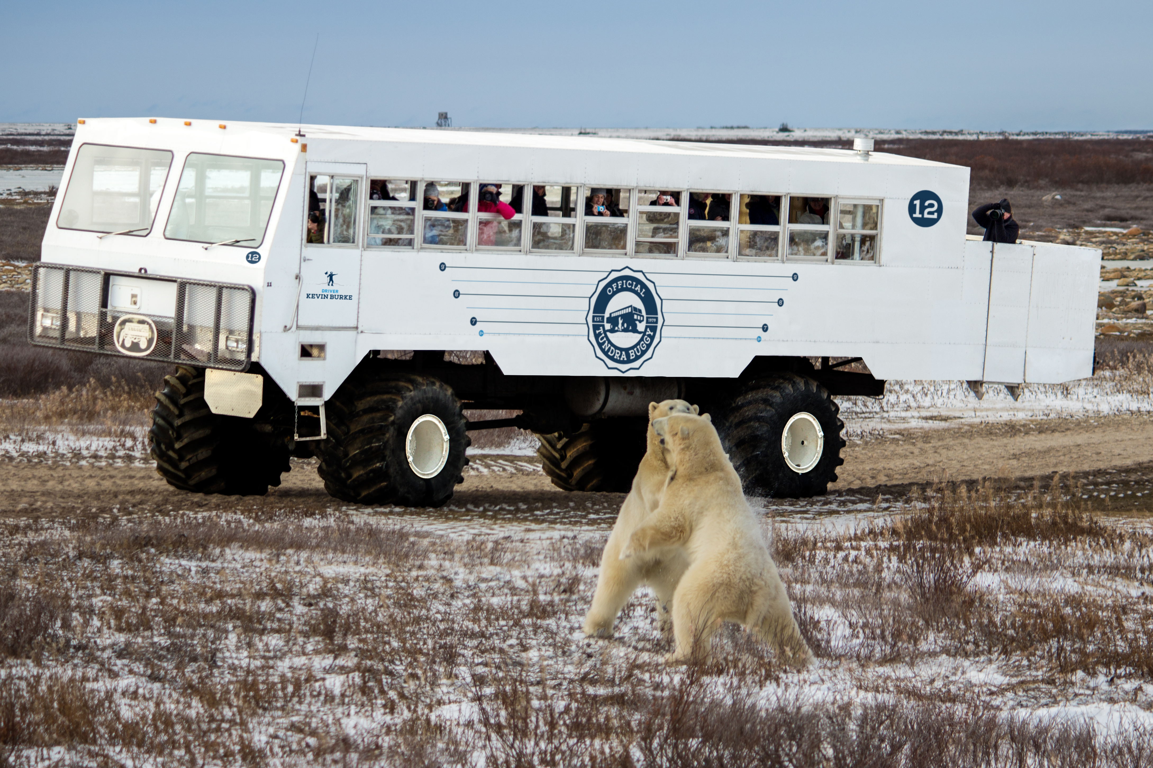 Two polar bears sparring in front of a Tundra Buggy