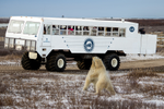 Two polar bears sparring in front of a Tundra Buggy