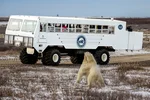 A polar bear walks over the icy tundra in front of a large vehicle