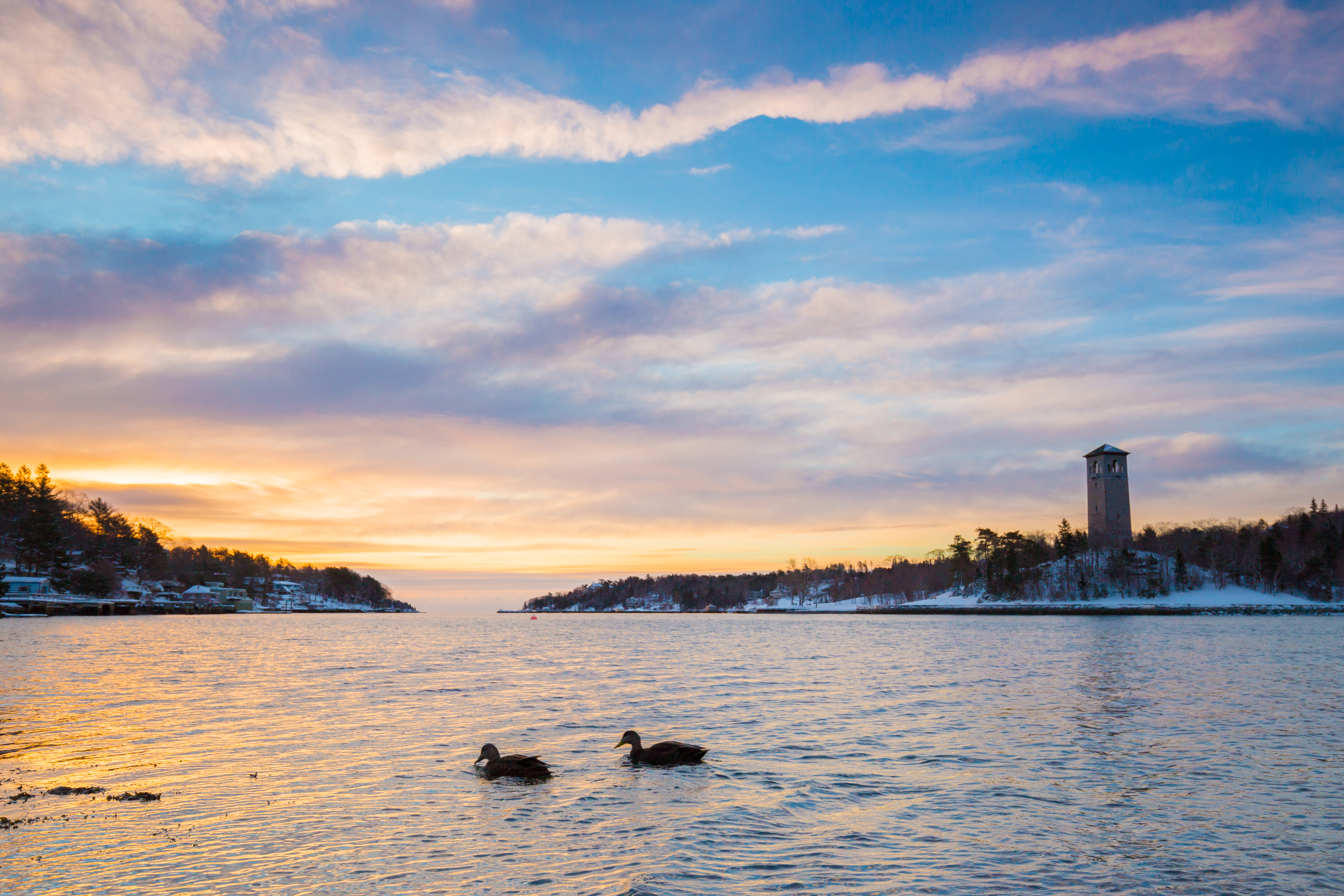 Ducks on the water as the sun sets behind the trees in Sir Sandford Fleming Park