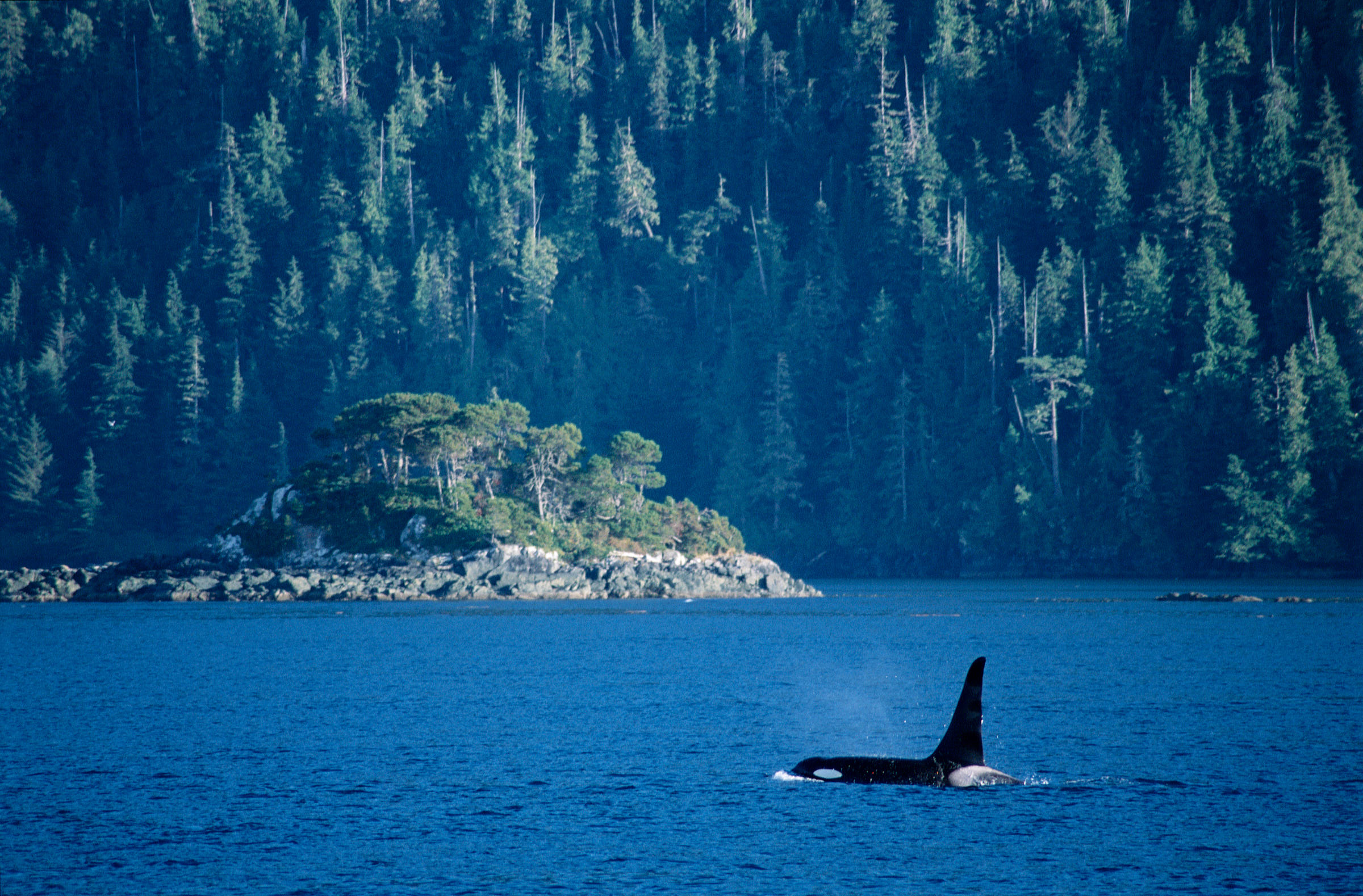 orca breaches in Robson Bight (Michael Bigg) Ecological Reserve in the Johnstone Strait