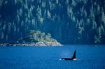 orca breaches in Robson Bight (Michael Bigg) Ecological Reserve in the Johnstone Strait