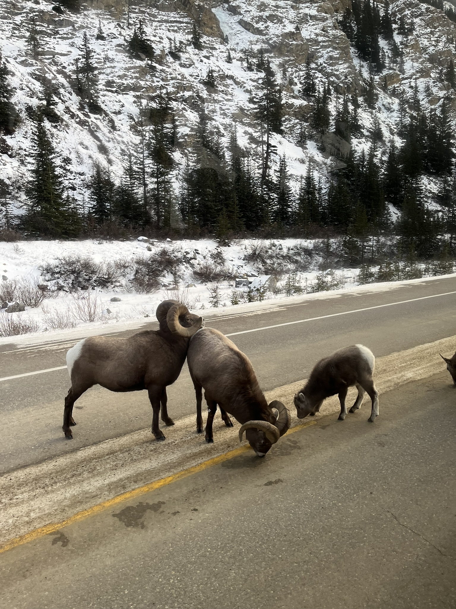 Bighorn Sheep in Jasper