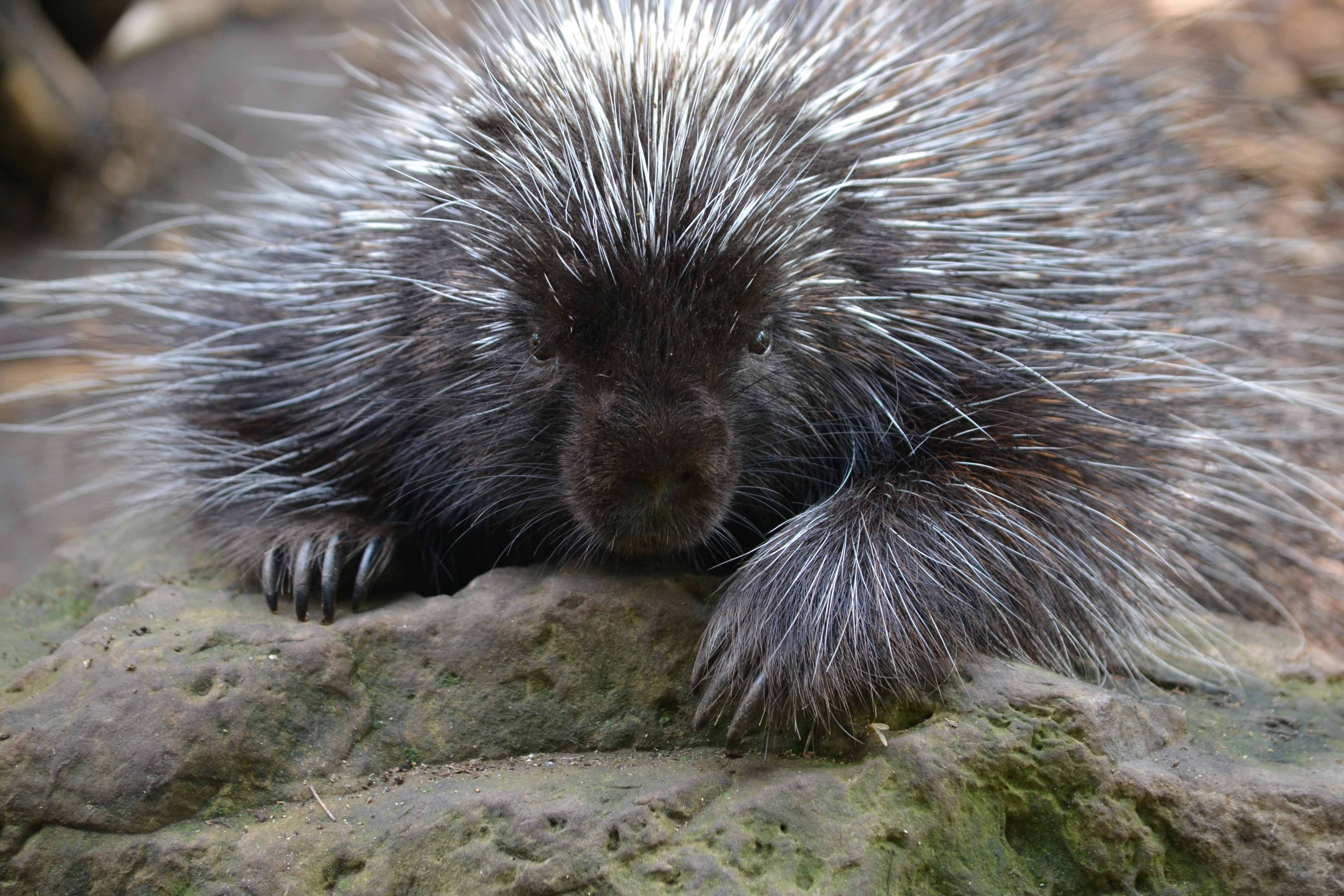 The American Porcupine sitting on rocks at Montreal's Ecomuseum Zoo