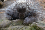 The American Porcupine sitting on rocks at Montreal's Ecomuseum Zoo