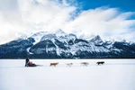 A couple in a dog sled in the Canadian Rockies