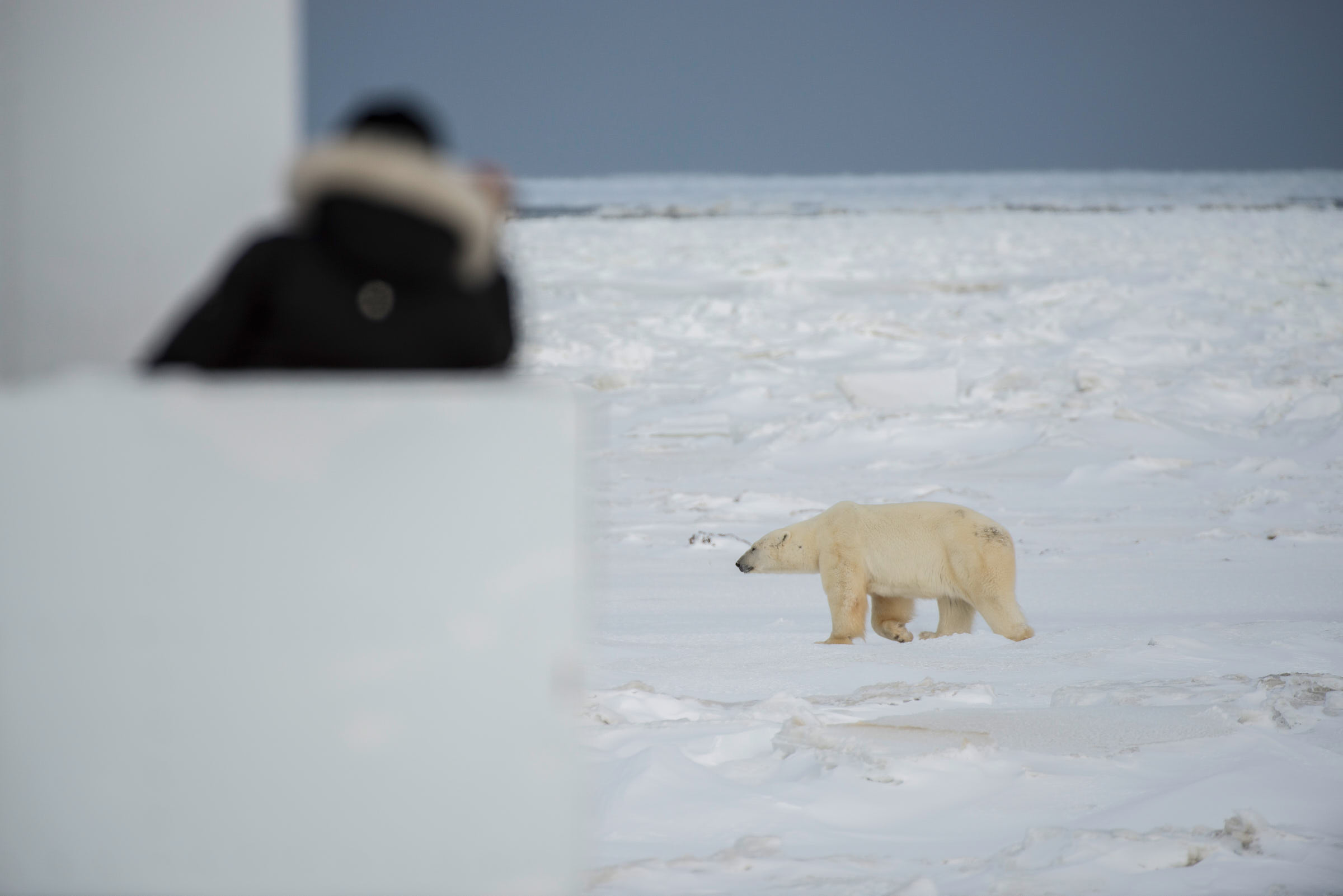 A person watches a polar bear walking in the snow in Churchill