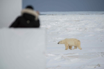 A person watches a polar bear walking in the snow in Churchill