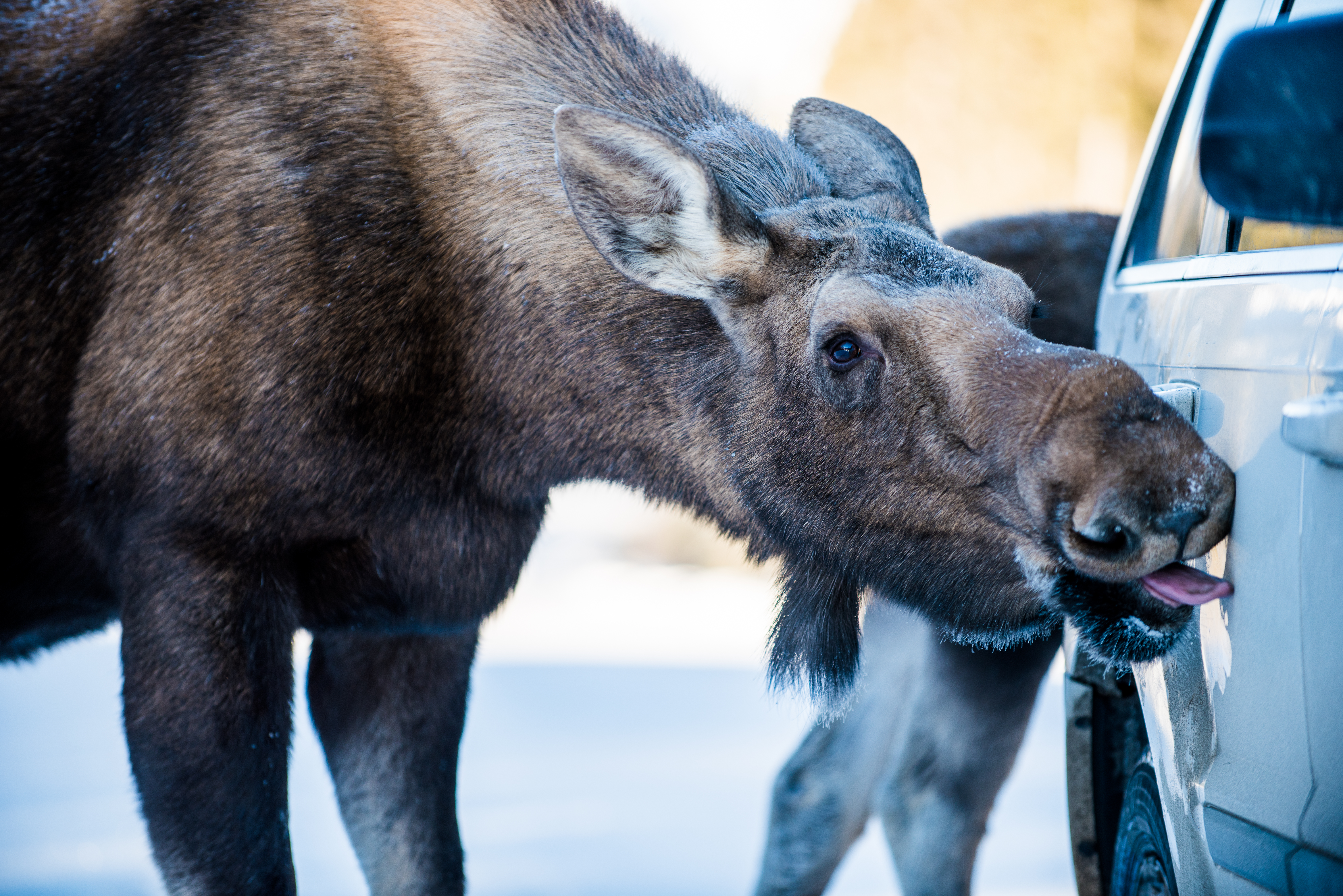 moose licking salt off a car in Alberta 