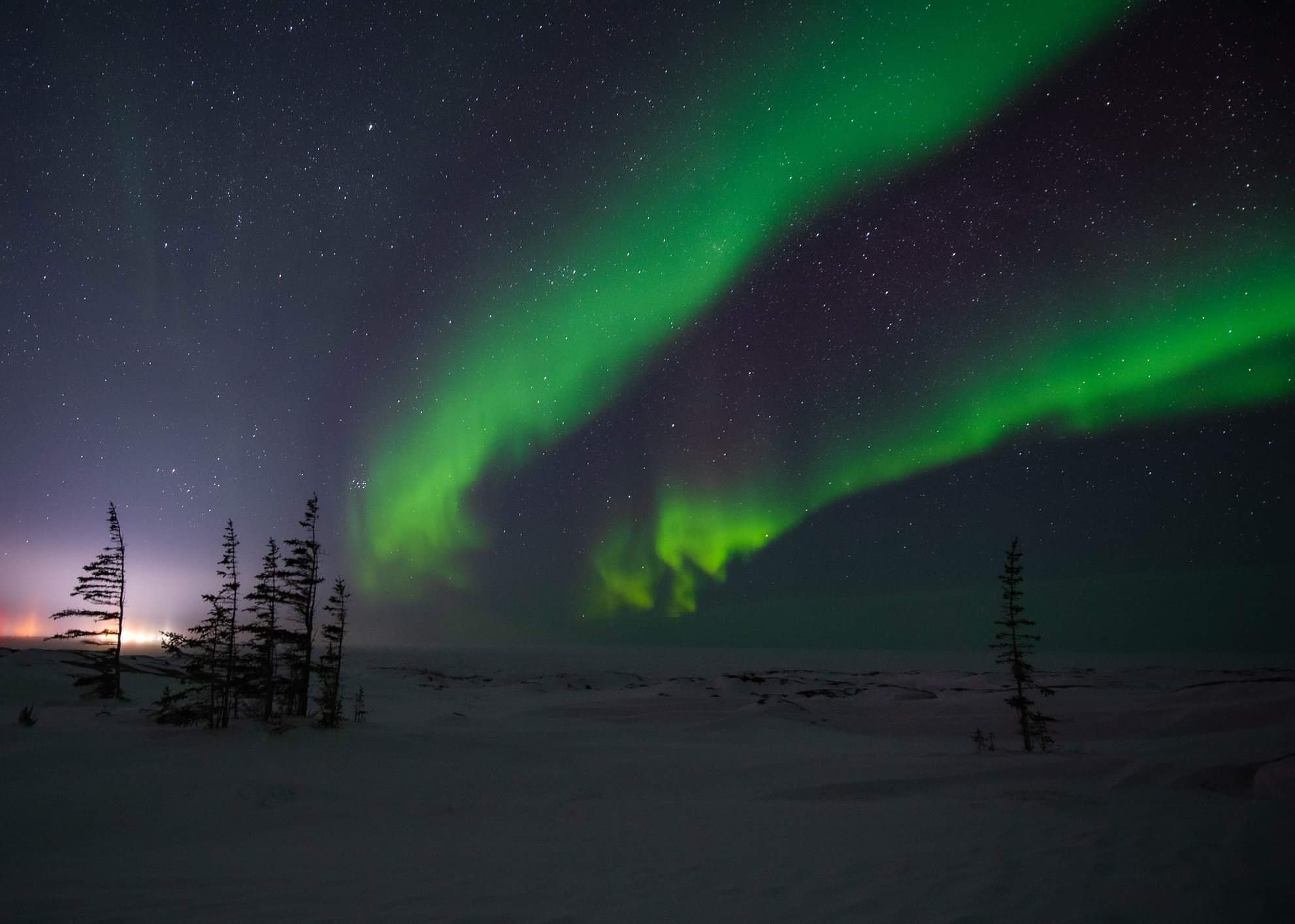 Northern Lights shining above trees and snowy landscape in Churchill