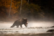 Grizzly bear about to eat a salmon on the Chilko River.
