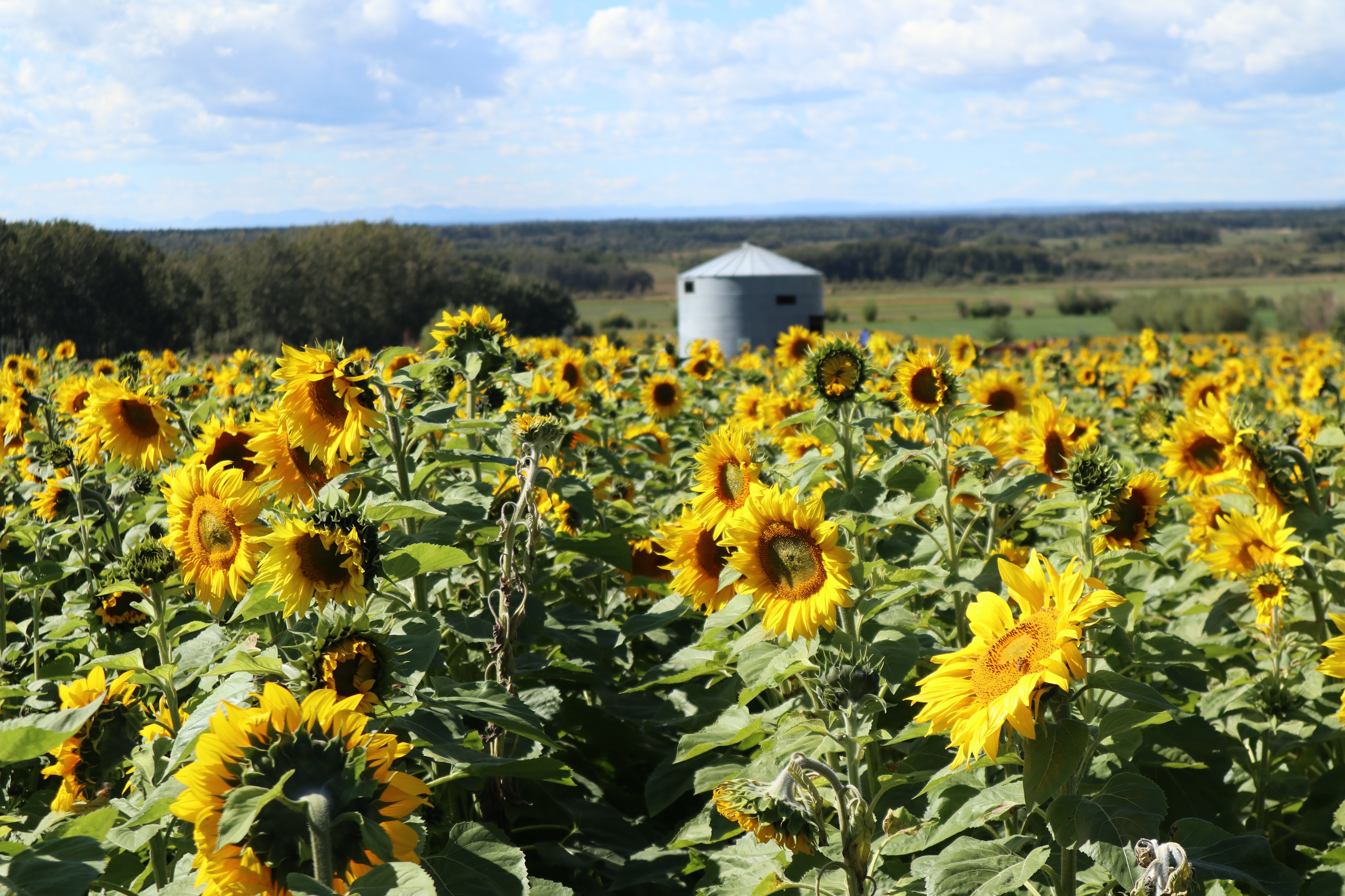 Farm field full of bloomed sunflowers in Red Deer County, Bowden