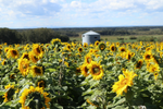 Farm field full of bloomed sunflowers in Red Deer County, Bowden