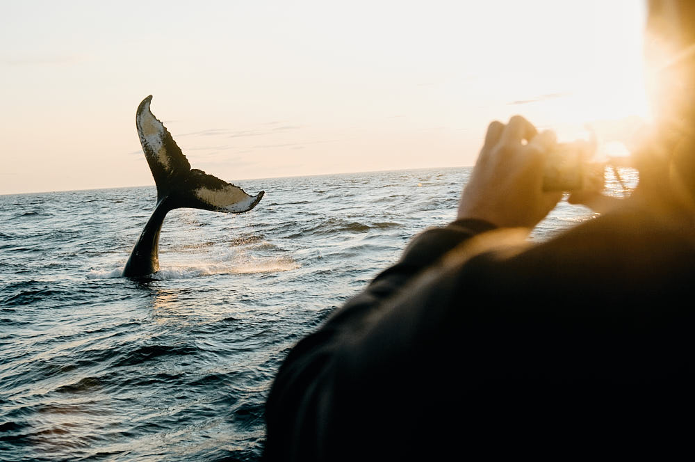 Over the shoulder view of a person taking a photograph of a whales tale