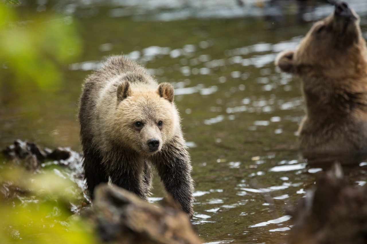 A grizzly bear cub at Knight Inlet Lodge in British Columbia, Canada