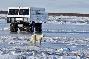 A polar bear walks over the icy tundra in front of a large vehicle