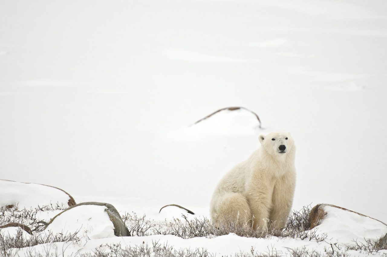 A polar bear in the tundra 