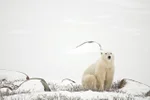 A polar bear in the tundra 