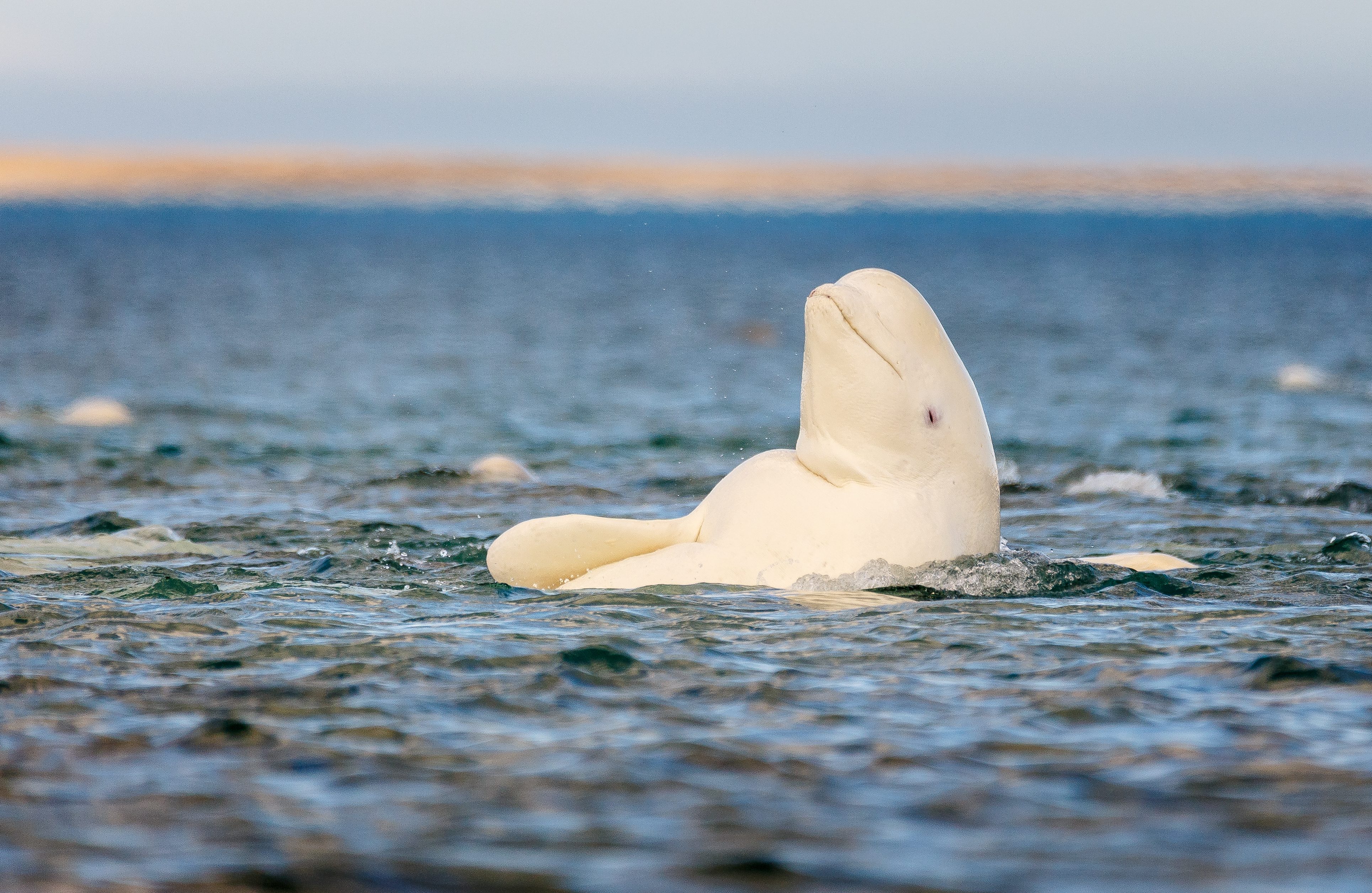 Beluga whale swimming with it's head popping out of the ocean